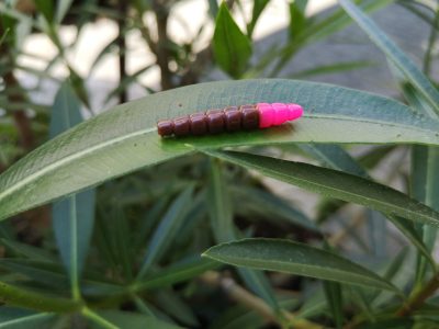 Morio 1,2 Earthworm/Hot Pink #139
